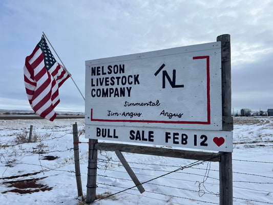 Nelson Livestock Bull Sale 2024 5